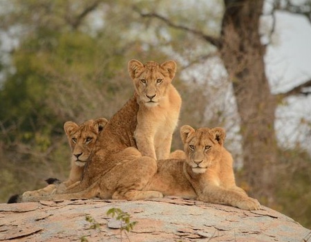 Splendeurs du Parc Kruger 10J/07N - 2025/2026