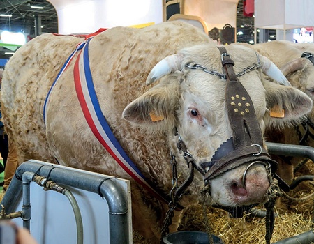 Paris et le Salon de l'Agriculture 2026 - 3