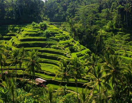 circuit-tropicale-bali