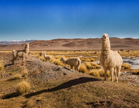 Découverte de l'Argentine - 10J/8N - Limité à 16 pers. - 4
