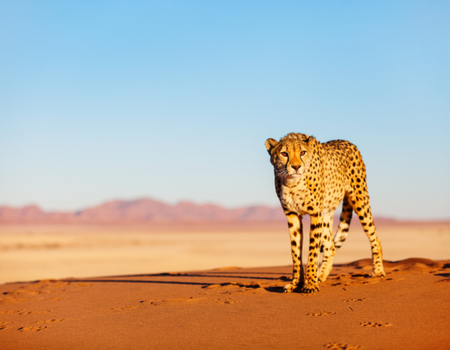 Circuit Du Royaume des Animaux aux Sables du Kalahari