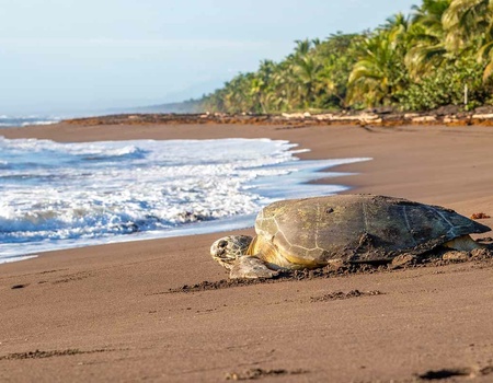 Circuit Découverte du Costa Rica - Extension Parc naturel Rincon de la Vieja - 4