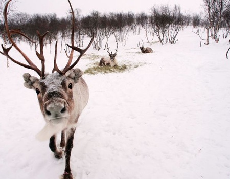 Autour de Noël : de Stockholm à la Laponie Suédoise - 5