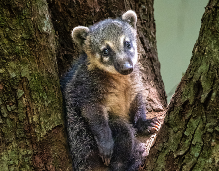 Circuit Brésil, Entre Samba et Caïpirinha - 5