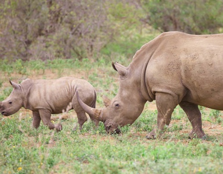 Combiné circuit et hôtel Jacaranda Indian Ocean Beach Resort 4* avec 2 nuits Tsavo Est/Ouest - 4