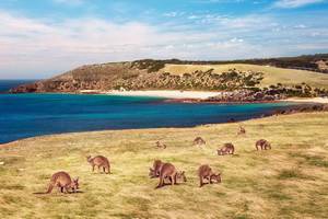 Odyssée Australienne + prologue Kangaroo Island - 2