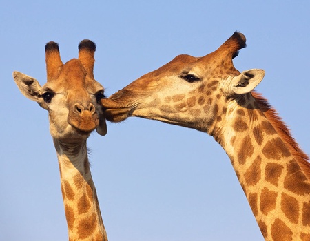 Circuit Safari Kifaru - 2