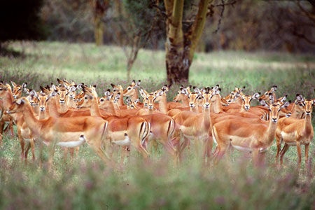 Safari Tsavo East – Amboseli et Séjour au Kappa Club AHG Lion Beach Resort 4*nl - 1