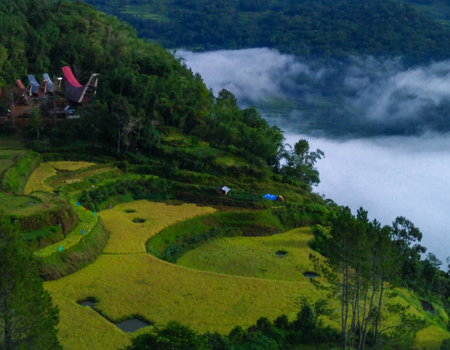 Circuit De Java au Pays Toraja - 4