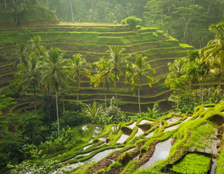 Douceurs de Bali et Gili Trawangan - Départ garanti à partir de 2 personnes - - Bali, Indonésie - Image 5