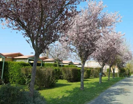 Flower Camping L'Abri-Côtier, 3* - 5