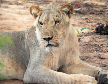 Circuit Beautés du Sénégal et balade avec les lions de Fathala en privatif - 2