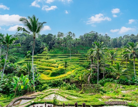 Circuit Découverte et détente à Ubud et Sanur - 3