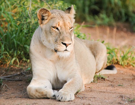 Combiné circuit et hôtel Jacaranda Indian Ocean Beach Resort 4* avec 2 nuits Tsavo Est/Ouest - 3