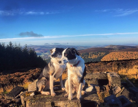 Circuit en étoile Charme écossais - 5