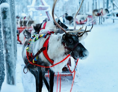Circuit Rovaniemi & Escapade Lapone - Rovaniemi, Finlande - Image 4