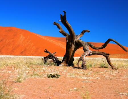 Circuit Du Désert du Namib aux Chutes Victoria - 1