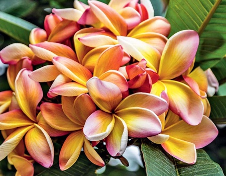 Circuit Échappée Active à Madère depuis l'hôtel The Views Oasis 4* - 5