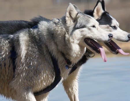 Circuit Rêves d'été en Laponie - 3