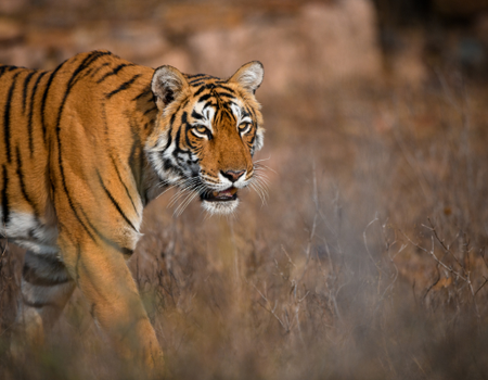 Circuit Le livre de la Jungle, entre oiseaux et tigres, en privatif