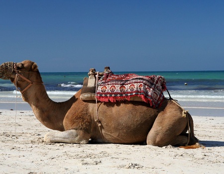 Circuit de Carthage au Sahara - 2