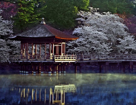 Circuit évènement : Hanami, le réveil des cerisiers - 2