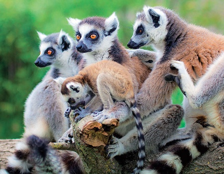 Circuit Madagascar Nature - 4