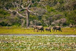 Ceylan Bonheur + séjour Sri Lanka 4*sup - Sri Lanka - 2