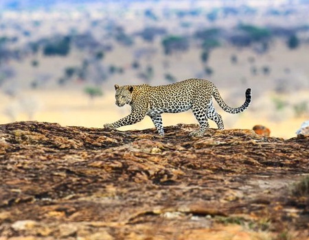 Circuit Explorations du Kenya 100% Safari - 3