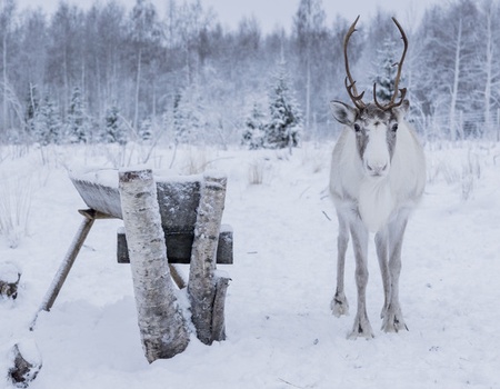 La Magie de Noël au Coeur de la Laponie Suédoise - 1