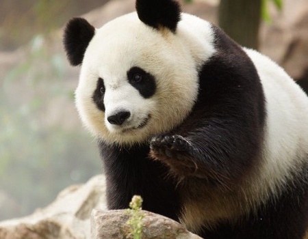 Zoo de Beauval - Hôtel Le Garden 3* avec accès au zoo