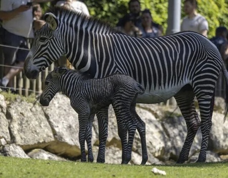 OFFRE EXCLUSIVE - ZooParc de Beauval - Hôtel Les Jardins de Beauval 3* - Parc Zoo de Beauval, Centre - Image 3
