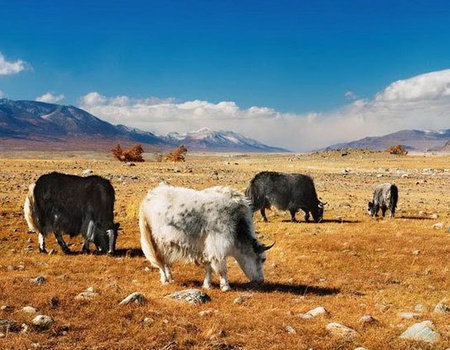 MONGOLIE TERRE NOMADE FESTIVAL YAK - Mongolie, Asie - Image 5
