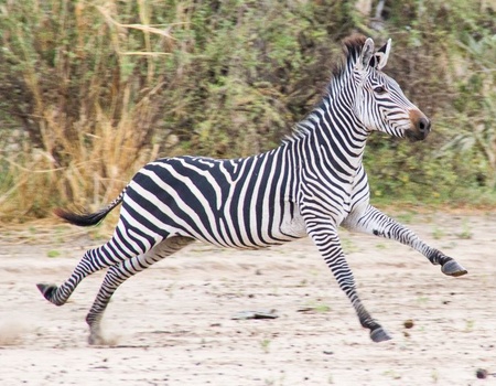 Safari Selous 2 Nuits & Séjour Karafuu Beach Resort and Spa 5* NL
