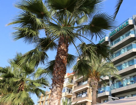 Hotel Miramar 4* - Sans Transport - 2