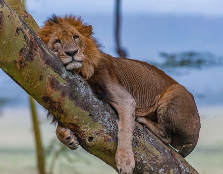 Circuit Safari Kifaru - 1