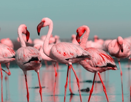 Circuit Safari Kifaru - 5