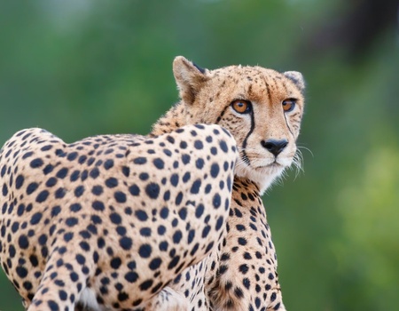 Autotour Safaris & Canyon Sud-Africains - 9J/6N - 2