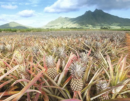 Charmes de l'océan Indien, entre Réunion et Maurice - 3