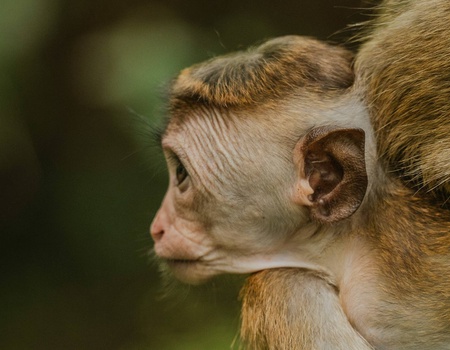 Circuit L'odyssée sri lankaise : l'île aux mille visages - 3