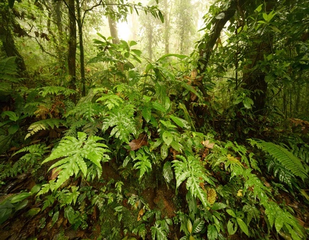 Circuit Costa Rica authentique : trek entre forêts et volcans - 3