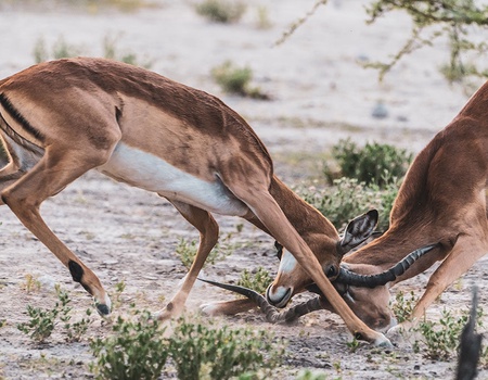 Circuit Cap Vert Iles Magiques - 1