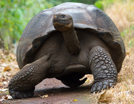 Splendeurs de l'Equateur & Extension Galapagos Terrestre 15J/13N - 2025 - 3