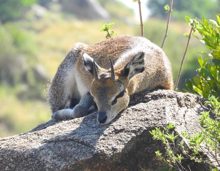 Safari Privatif - En Terre Sauvage - 2