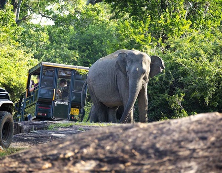 Circuit Découverte et détente au Sri Lanka - 2