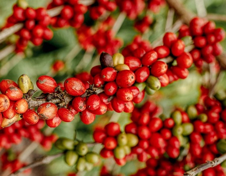 Circuit Rêve caribéen : voyage d'exception à travers les visages de la République Dominicaine - 2