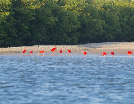 Circuit Samba e Capoeira - 5