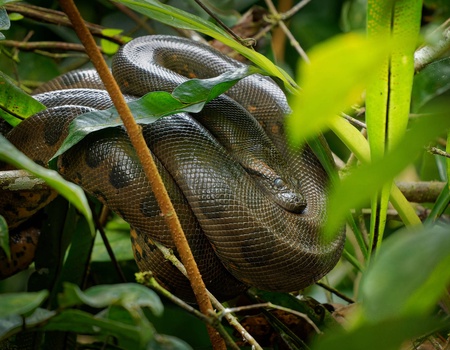 Circuit Sur la trace des Incas : de la Vallée Sacrée aux profondeurs de l'Amazonie - 2