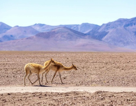 Circuit Privatif au Chili, Voyage au Coeur de l'Atacama - 2