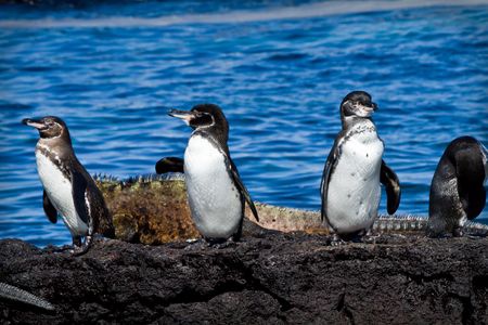 Splendeurs de l'Equateur & Extension Galapagos Terrestre 15J/13N - 2025 - 5